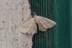 Cyclophora punctaria