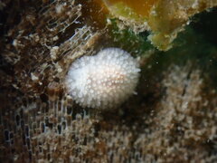 Onchidoris muricata