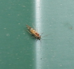 Graphopsocus