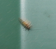 Graphopsocus
