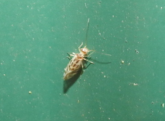 Graphopsocus