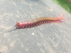 Cormocephalus nitidus