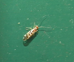 Graphopsocus