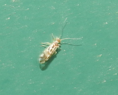 Graphopsocus