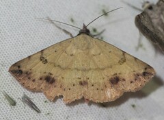 Hemeroplanis floccalis