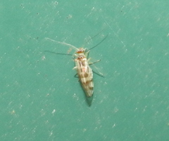 Graphopsocus