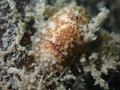 Onchidoris bilamellata