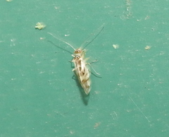 Graphopsocus