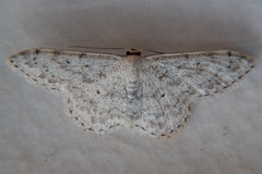 Scopula marginepunctata