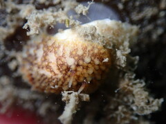 Onchidoris bilamellata