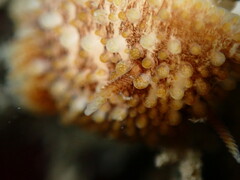 Onchidoris bilamellata