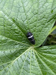 Ectemnonotum bivittatum