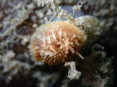Onchidoris bilamellata