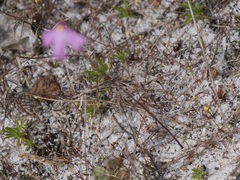 Utricularia multifida