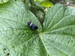 Ectemnonotum bivittatum