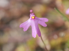 Utricularia multifida