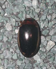 Hydaticus bimarginatus