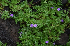 Glandularia teucriifolia