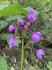 Spathoglottis