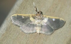 Apilocrocis brumalis
