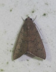 Anomis illita
