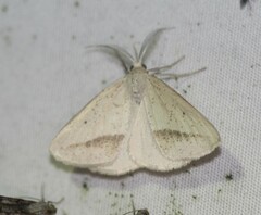 Lychnosea intermicata