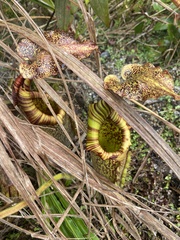 Nepenthes maxima