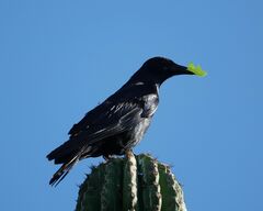 Corvus sinaloae