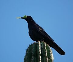 Corvus sinaloae