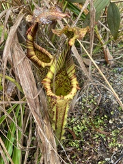 Nepenthes maxima
