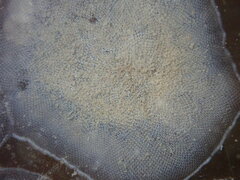 Membranipora membranacea