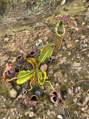 Nepenthes maxima