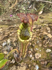 Nepenthes maxima