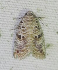 Diastema tigris