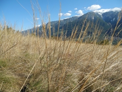 Stipa capillata