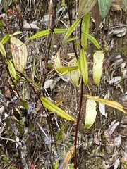 Nepenthes glabrata
