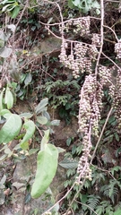 Stachyurus himalaicus