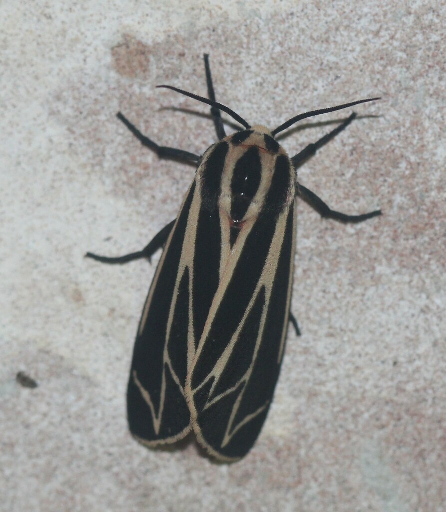 Harnessed Tiger Moth From South Side, Corpus Christi, Tx, Usa On 