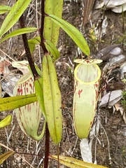 Nepenthes glabrata