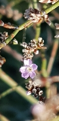 Limonium