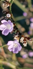 Limonium