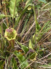 Nepenthes maxima