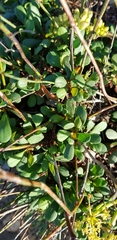 Limonium