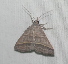 Hemeroplanis parallela