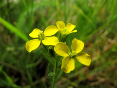 Erysimum virgatum