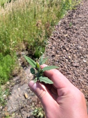 Atriplex oblongifolia
