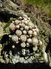 Sempervivum arachnoideum