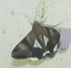 Melipotis fasciolaris