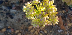 Crithmum maritimum
