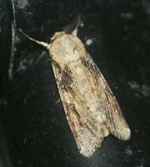 Spodoptera latifascia